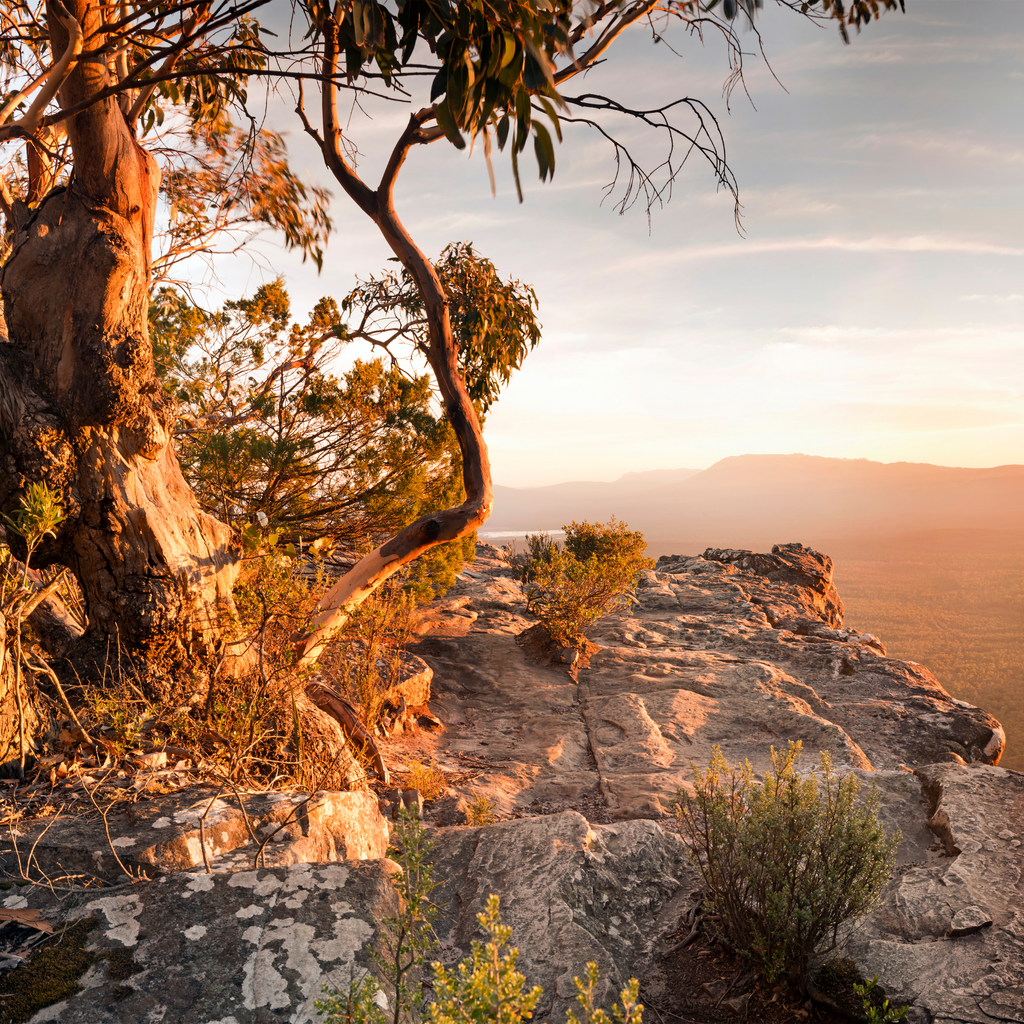 Eucalyptus & Pine | Soy Candle