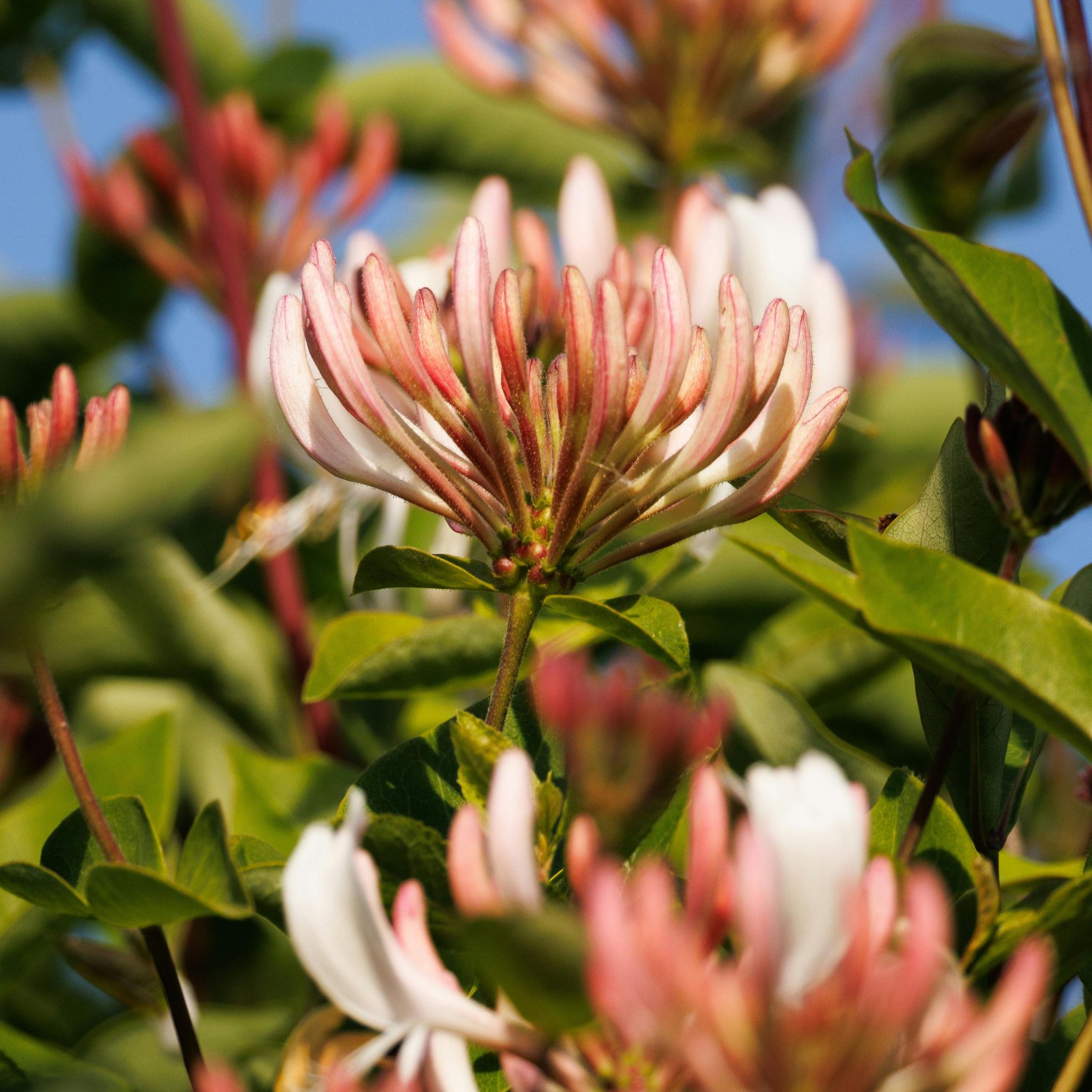 Japanese Honeysuckle | Reed Diffuser